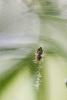 Cyclosa conica
